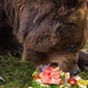 A brown bear shows how a real contestant trains.